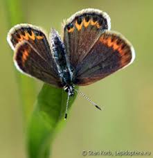 Attēlu rezultāti vaicājumam “Plebejus argyrognomon”