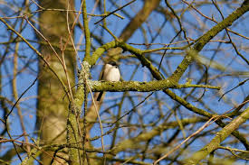 Attēlu rezultāti vaicājumam “Poecile palustris adult”