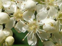 Attēlu rezultāti vaicājumam “Sorbus aucuparia flower”