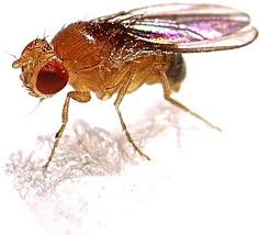 Attēlu rezultāti vaicājumam “Drosophila melanogaster”