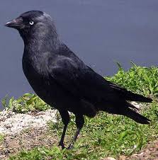 Attēlu rezultāti vaicājumam “Corvus monedula”