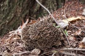 Attēlu rezultāti vaicājumam “Grifola frondosa”