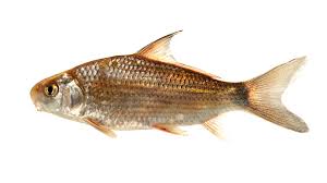 Image result for Carpiodes carpio