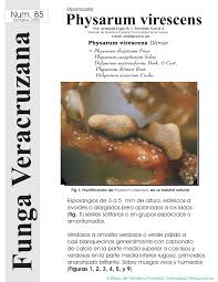 Attēlu rezultāti vaicājumam “Physarum virescens macro”