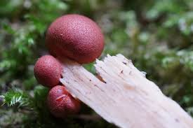 Attēlu rezultāti vaicājumam “Lycogala exiguum aggr. macro”