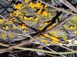 Attēlu rezultāti vaicājumam “Badhamia utricularis”