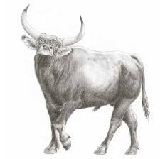 Attēlu rezultāti vaicājumam “Bos primigenius taurus”