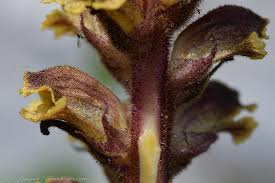 Attēlu rezultāti vaicājumam “Orobanche reticulata”