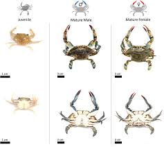 Image result for Callinectes sapidus