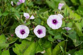 Image result for Prunkwinde