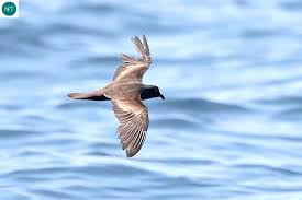 Image result for Oceanodroma monorhis