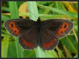 Attēlu rezultāti vaicājumam “Erebia aethiops underside”