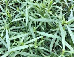 Image result for Artemisia dracunculus