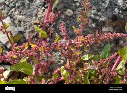 Attēlu rezultāti vaicājumam “Chenopodium polyspermum”