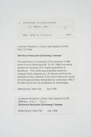 Attēlu rezultāti vaicājumam “Ditrichum flexicaule”