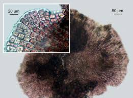 Attēlu rezultāti vaicājumam “Hildenbrandia rivularis”