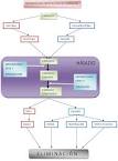 File:Diagrama <b>Metabolismo</b>