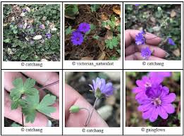 Attēlu rezultāti vaicājumam “Geranium pyrenaicum flower”