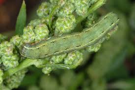 Attēlu rezultāti vaicājumam “Hadula trifolii larva”