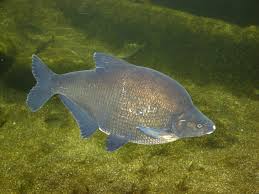 Attēlu rezultāti vaicājumam “Abramis brama”