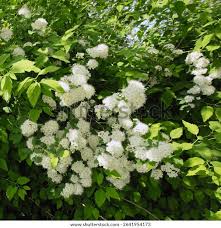 Attēlu rezultāti vaicājumam “Spiraea chamaedryfolia flower”