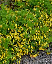 Attēlu rezultāti vaicājumam “Waldsteinia geoides flower”
