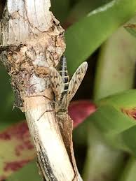 Attēlu rezultāti vaicājumam “Therevidae”