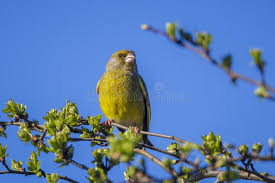 Attēlu rezultāti vaicājumam “Chloris chloris male”