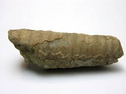 Attēlu rezultāti vaicājumam “Endoceras”