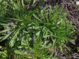 Attēlu rezultāti vaicājumam “Jasione montana leaf”