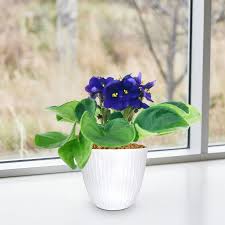 Image result for Saintpaulia ionantha Culitvar