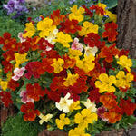 Image result for Mimulus x hybrida