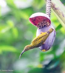 Attēlu rezultāti vaicājumam “Nycteola sp.”