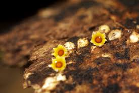 Attēlu rezultāti vaicājumam “Sphaerobolus stellatus”