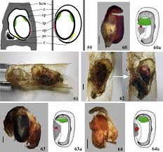 Attēlu rezultāti vaicājumam “Diprionidae cocoon”