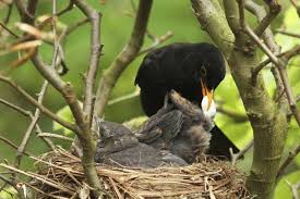 Attēlu rezultāti vaicājumam “Turdus merula nest”