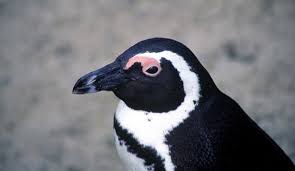 Image result for penguin