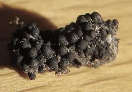 Attēlu rezultāti vaicājumam “Ruzenia spermoides”