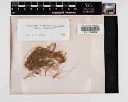 Attēlu rezultāti vaicājumam “Lophocolea bidentata”