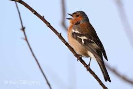 Attēlu rezultāti vaicājumam “Fringilla coelebs male”