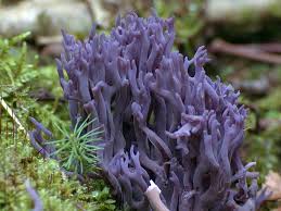 Attēlu rezultāti vaicājumam “Clavulina amethystina”