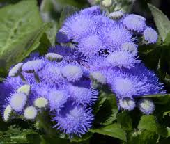 Image result for Ageratum houstonianum