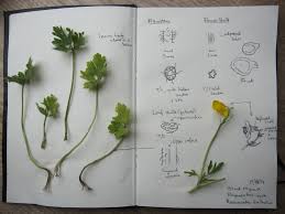 Attēlu rezultāti vaicājumam “Ranunculus repens leaf”