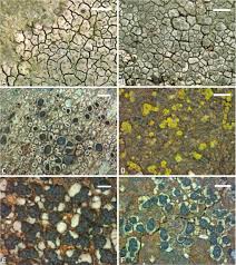 Attēlu rezultāti vaicājumam “Hertelidea botryosa”