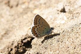 Attēlu rezultāti vaicājumam “Plebejus idas underside”