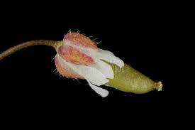 Attēlu rezultāti vaicājumam “Erophila verna fruit”