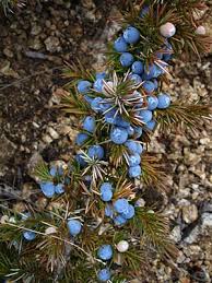 Attēlu rezultāti vaicājumam “Juniperus communis male flower”