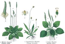Attēlu rezultāti vaicājumam “Plantago media leaf”