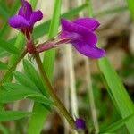 Attēlu rezultāti vaicājumam “Vicia lathyroides leaf”