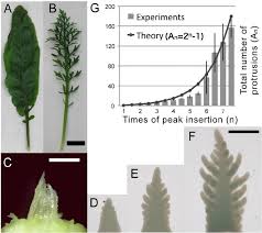 Attēlu rezultāti vaicājumam “Rorippa amphibia leaf”